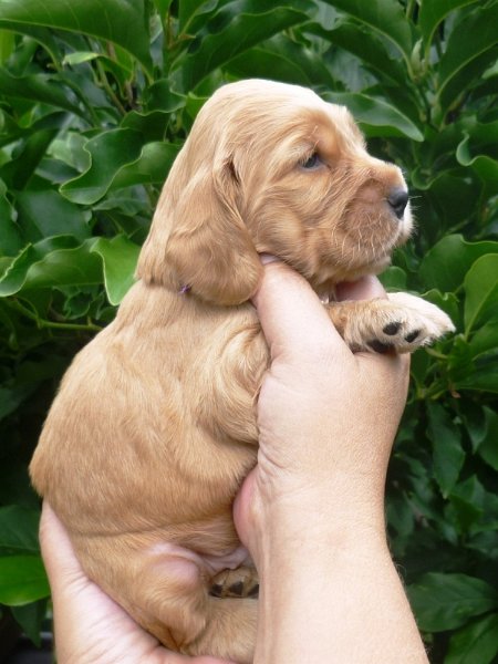 25 - 4.pejsek (fialová).JPG